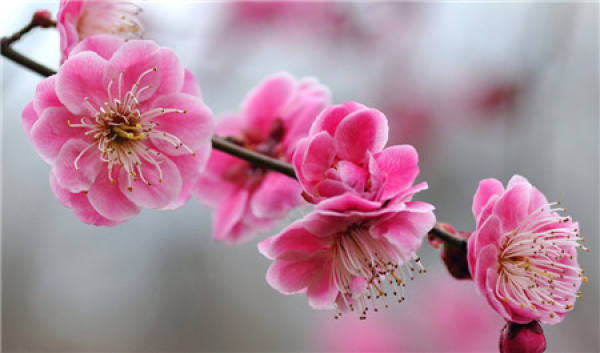 Flower God of the first lunar month