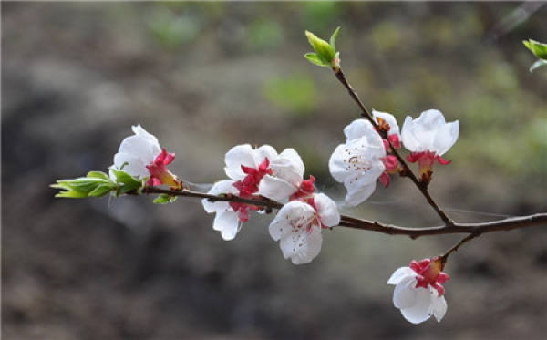 Flower God of the first lunar month