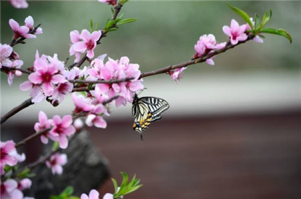 Flower God of the first lunar month