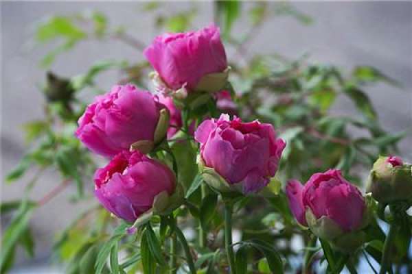 Flower God of the first lunar month