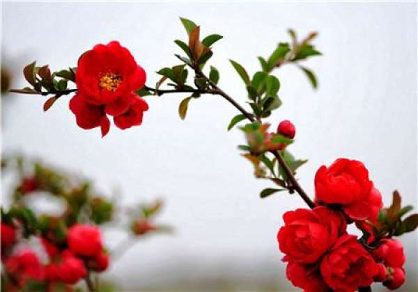 Flower God of the first lunar month