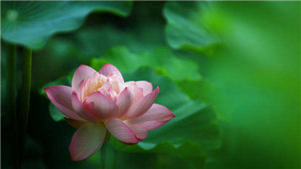 Flower God of the first lunar month