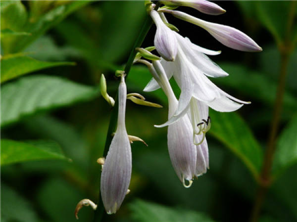 Flower God of the first lunar month