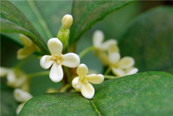 Flower God of the first lunar month