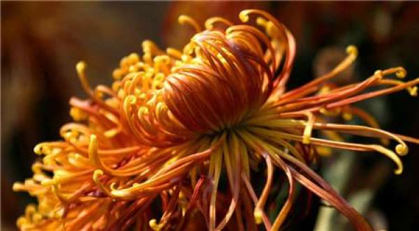 Flower God of the first lunar month