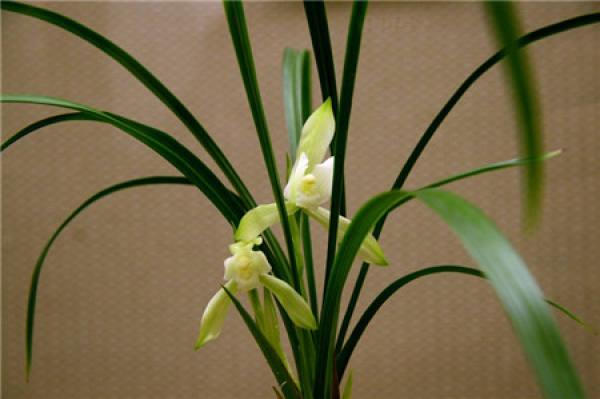 first month Flower God