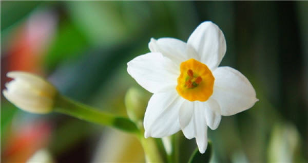 first month Flower God