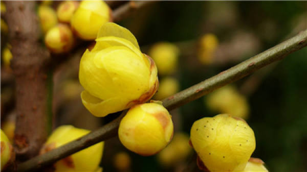 December Flower God