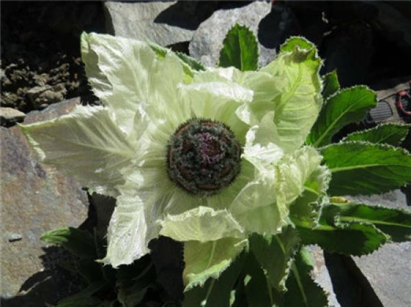 Artificial cultivation of Saussurea involucrata