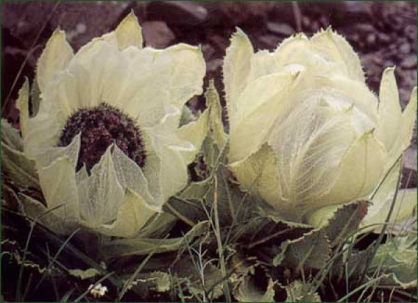 Precautions for Snow Lotus