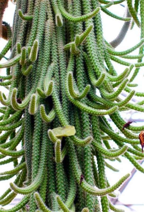 introduction to mouse tail palm