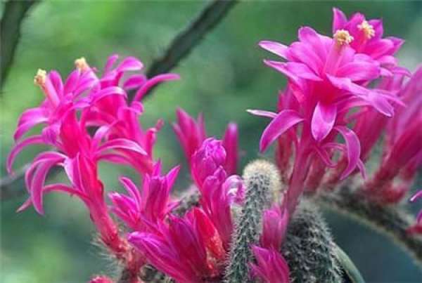 introduction to mouse tail palm