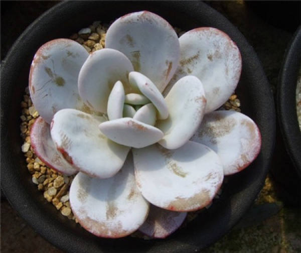 picture appreciation of fleshy plant snow lotus