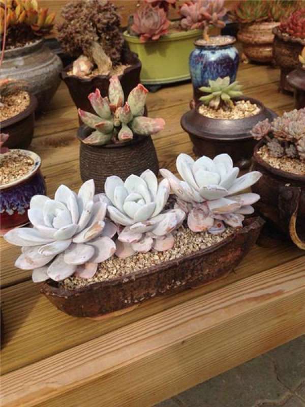 picture appreciation of fleshy plant snow lotus