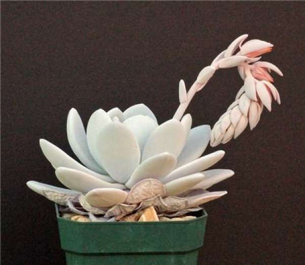 picture appreciation of fleshy plant snow lotus