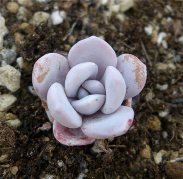 Pictures of Saussurea involucrata