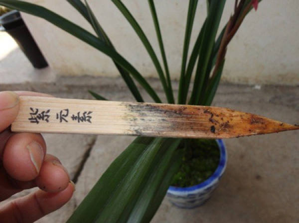 Ice cream stick
