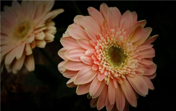 Gerbera