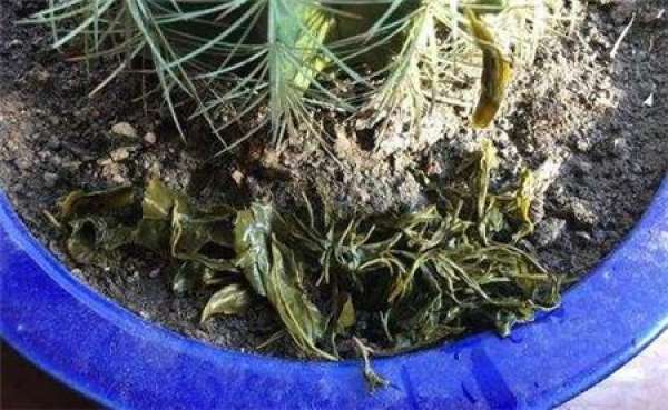 Waste compost Waste compost