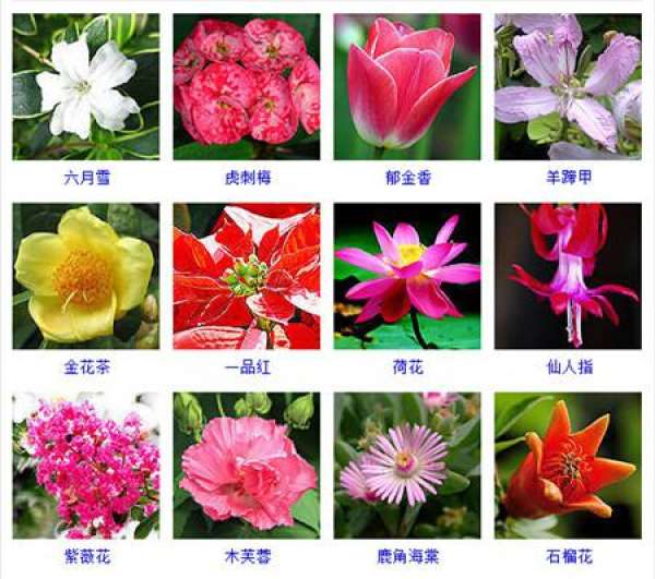 look at the flower map