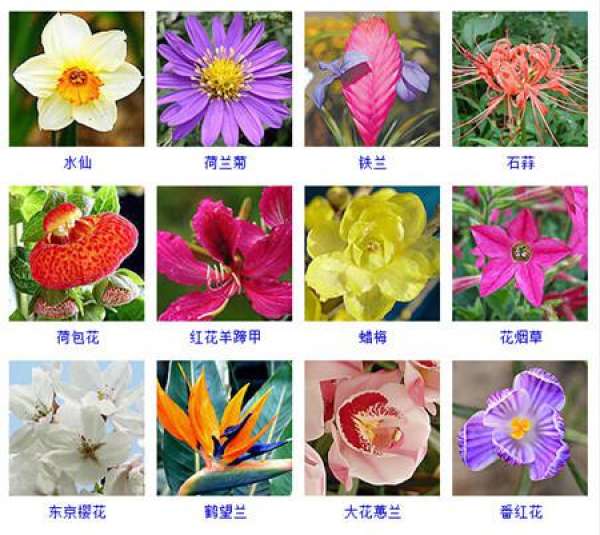 look at the flower map