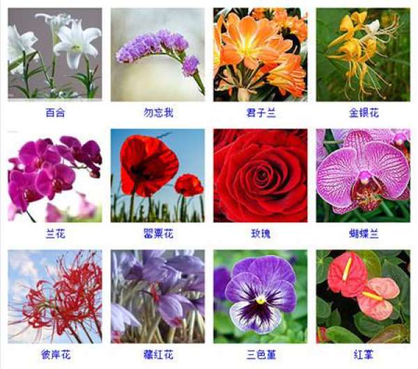 look at the flower map