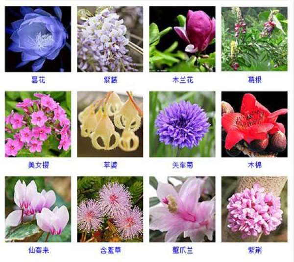 look at the flower map