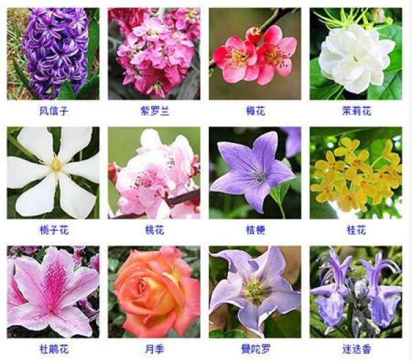 Look at the flower and read the map.