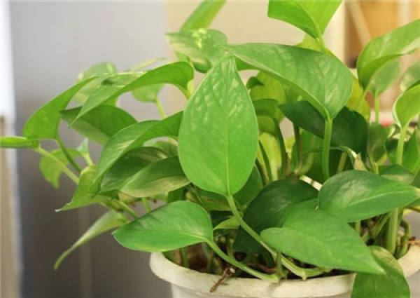 Does the green radish like the sunshine?