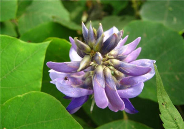 morphological characteristics of Pueraria