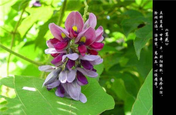 morphological characteristics of Pueraria
