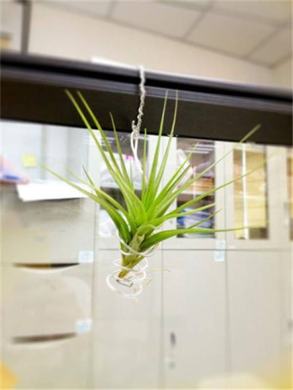 Air pineapple