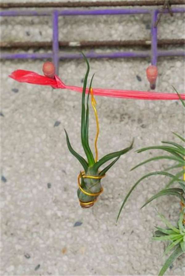 air pineapple