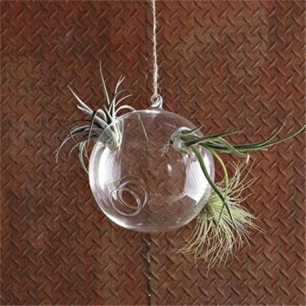 air pineapple