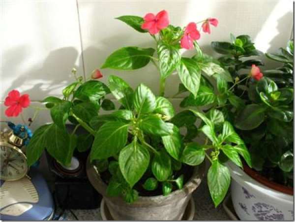 cultivation method of glassy green