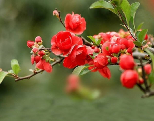 Chinese Ancient and Modern Celebrities and Begonia Flower