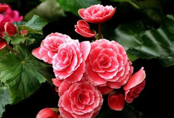 Chinese Ancient and Modern Celebrities and Begonia Flower