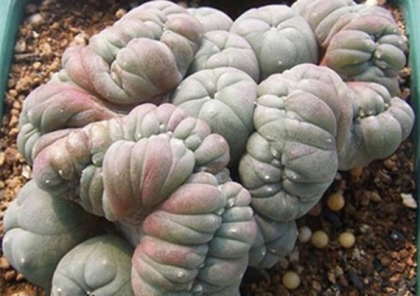 It is used to describe the appearance of jade and black feather.
