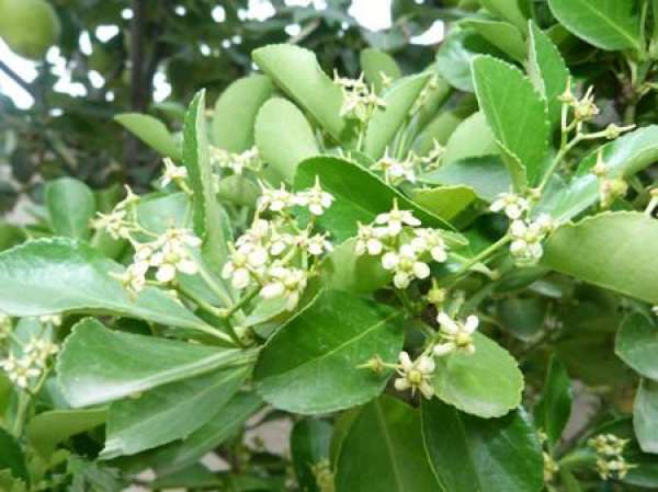 Holly picture