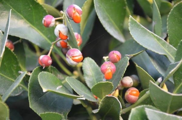 Holly picture