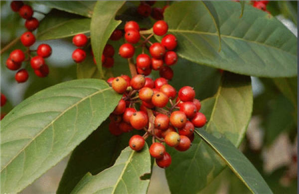 Holly Tree Picture
