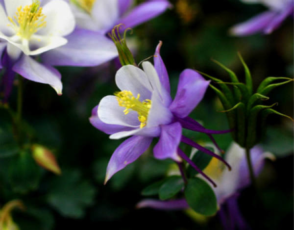 Aquilegia