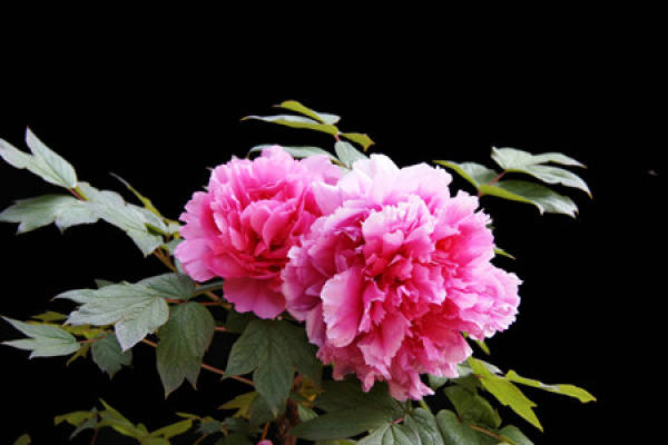 Allusion of Peony Flower