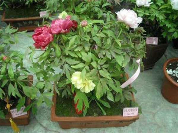 appreciation of peony bonsai