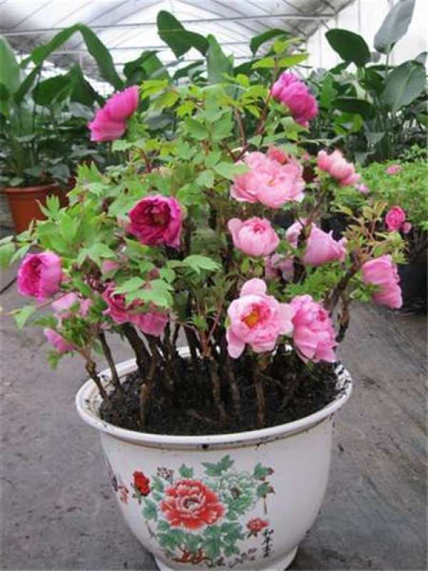 appreciation of peony bonsai