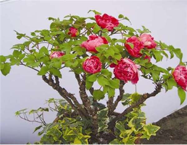 appreciation of peony bonsai