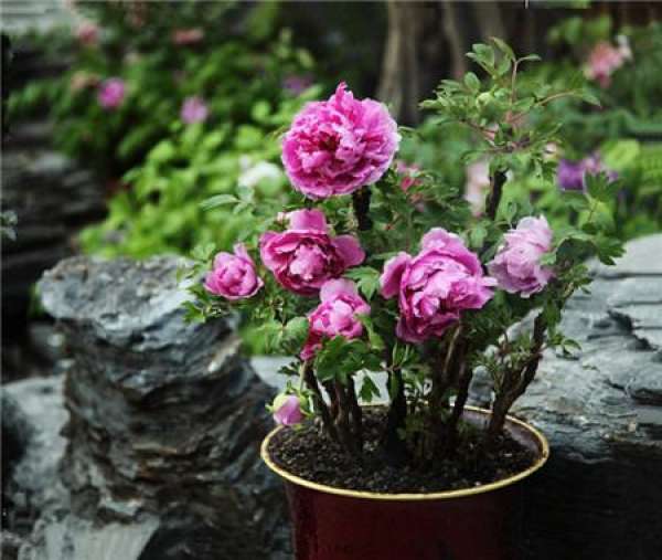 appreciation of peony bonsai