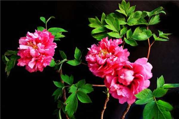 appreciation of peony bonsai