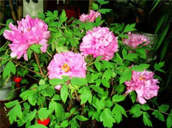 Appreciation of Peony Bonsai