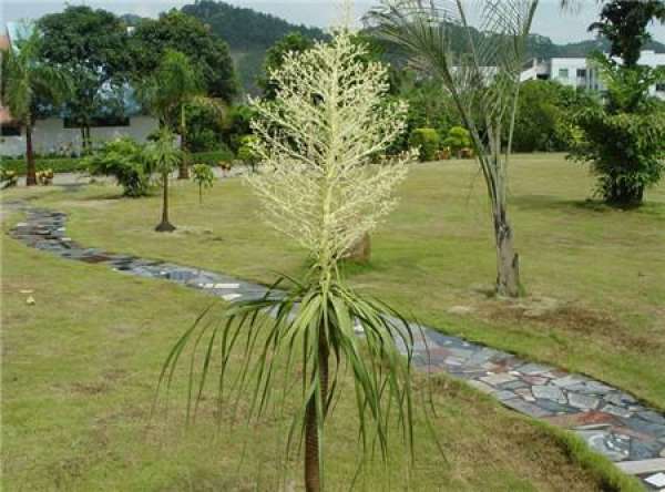 will Magnolia bloom